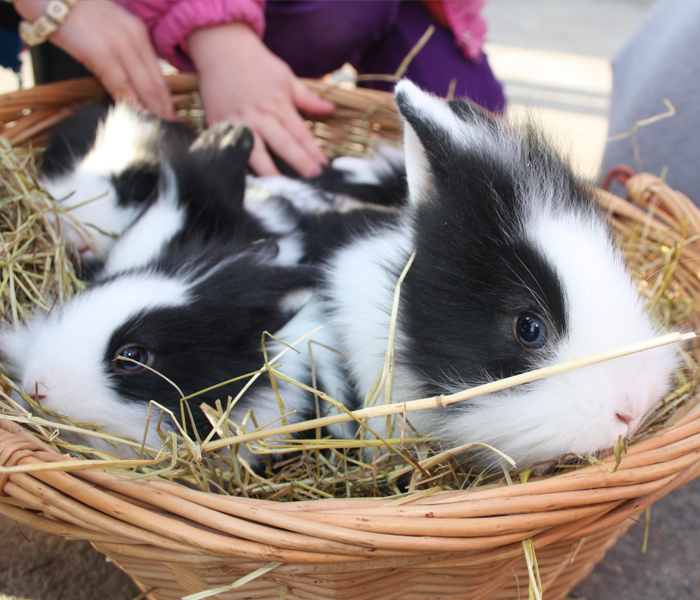Image of Reception Classes Trip to Bocketts Farm